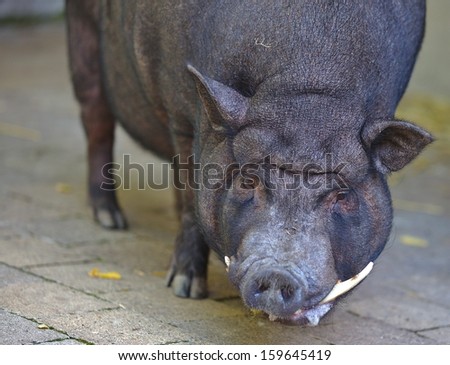 portraits of a black pig