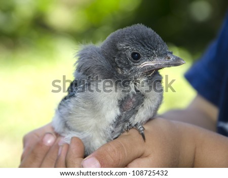 A baby Scrub Jay in a child's hands