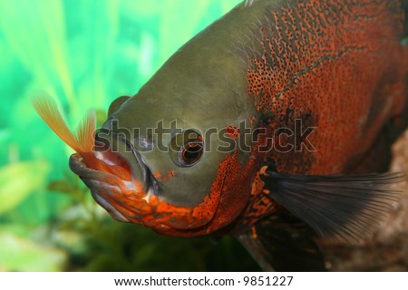 stock photo : Oscar fish