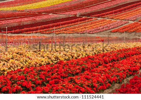 A full-frame image of a cultivated flower field.