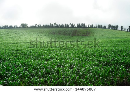 Plantation of Fodder Corn in Thailand