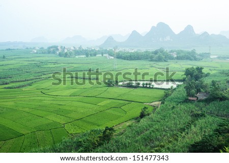 Green Terraced Rice with sugar cane Field in Guangxi, China