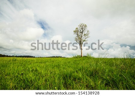 Long grass and tree with cloud sky