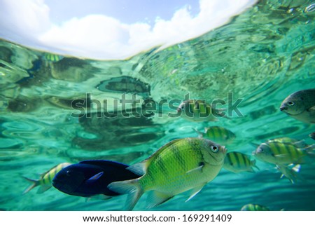 Colorful of fishes with ripples of sunlight reflected on the ocean floor