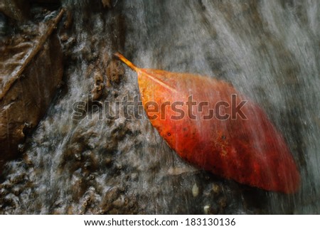 water cascades on a mountain river with fallen autumn leaves