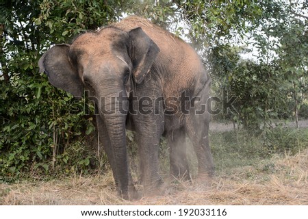Asian elephant enjoys a dust bath.