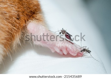 Female Anopheles mosquito sucking blood from mouse, science