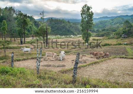 Cows and rice fields after the harvested in northern of Thailand.