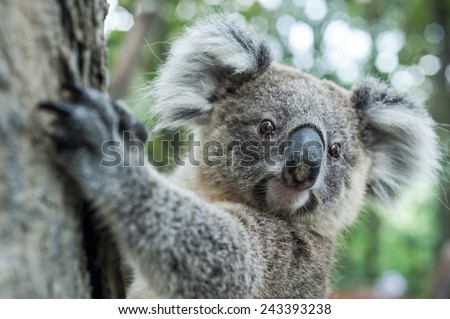 australian koala sit on tree, Sydney, NSW, australia. exotic iconic aussie mammal animal with infant in lush jungle rainforest