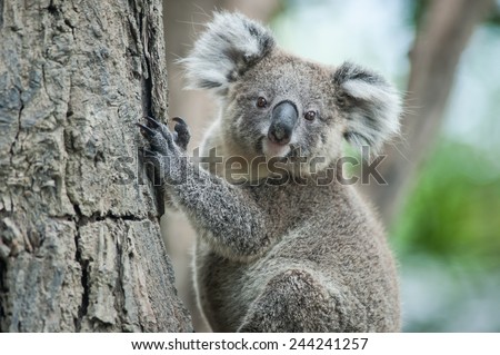 australian koala sit on tree, Sydney, NSW, australia. exotic iconic aussie mammal animal with infant in lush jungle rainforest