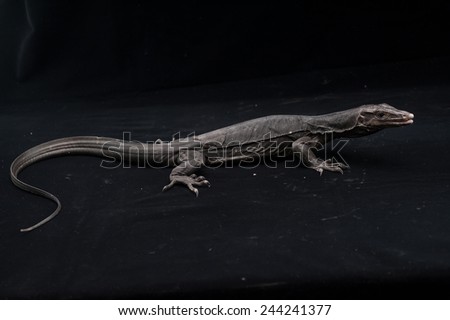 Black water monitor lizard in Studio