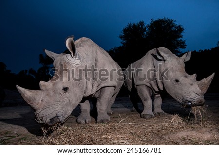 Two white rhino are close up in twilight