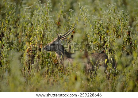 Wild male hog deer in the forest of Phukheo Sunctuary, Thailand