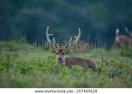 wildlife, hog-deer on wild background