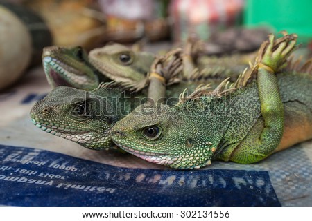 Green dragon at rural market. Environmental problem of trade in endangered species