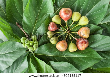 Banyan Fruits with leaves background