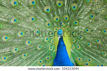 Close up of peacock with fully fanned tail, showing its beautiful feathers