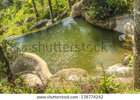 A fish pack in the reservoir with green water in Paradise Park, Thailand, Samui