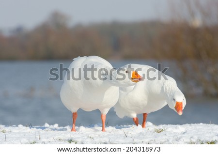 Angry geese