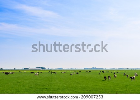 Dutch Landscape Grazing Cows