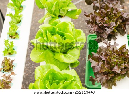 Hydroponics method of growing plants using mineral nutrient solutions, in water, without soil.