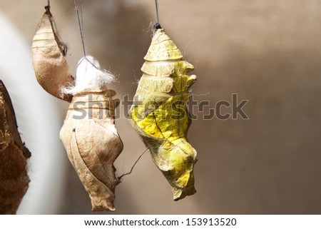 Butterfly Cocoons Hanging on a Twig