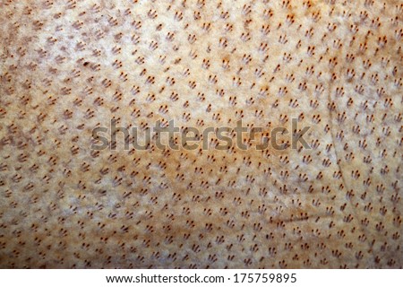pigskin background,textured pig leather macro