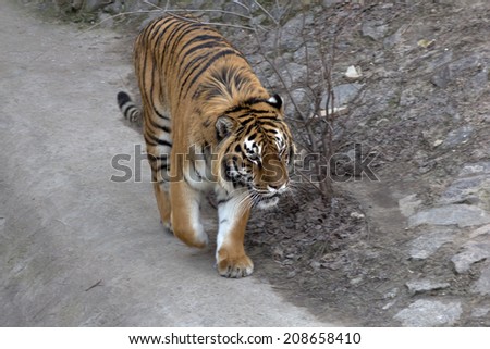 young sumatran tiger walking out of shadow/Tiger