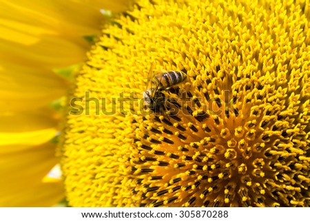 Summer scene about bees that pollinate sunflower. Bee produces honey on a flower. Summer background.