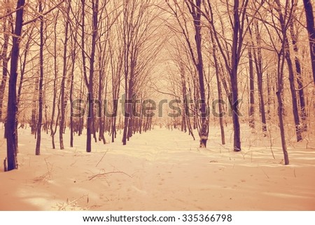 Winter landscape. Branches of trees under the fluffy snow. retro