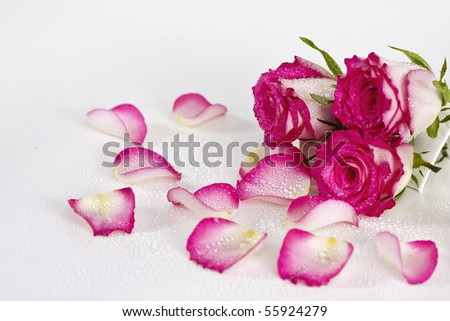 Pink roses with a medium depth of field isolated on a white background.