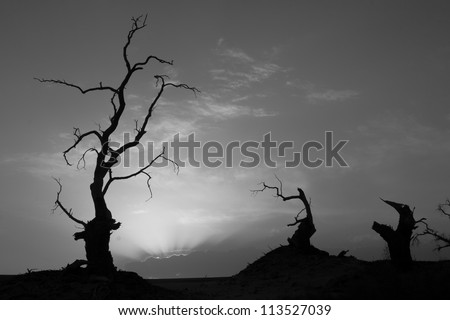 Petrified Trees in Taklamakan Desert, China