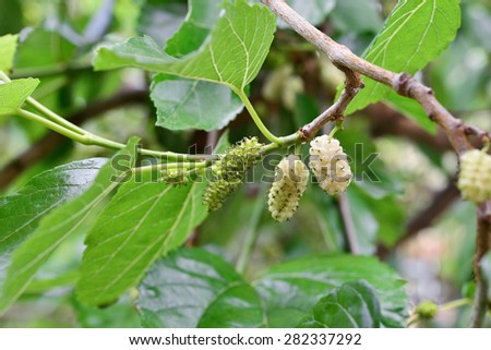 image of a white mulberry on a mulberry-tree branch. Organic cultivation of white mulberry