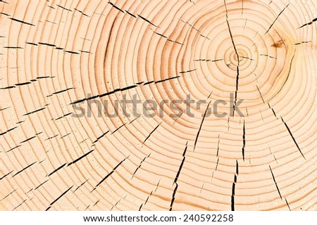 background macro shot cut down a tree with cracks