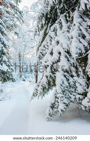 lane among the trees in a snowy winter forest