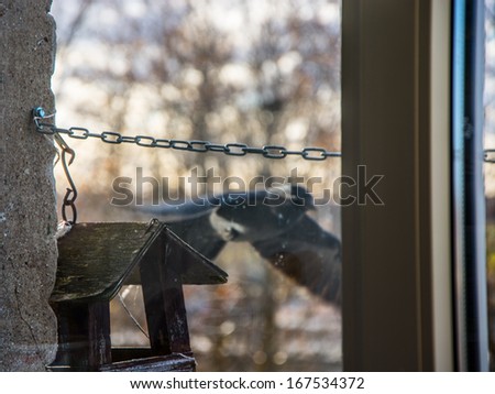 bird in window