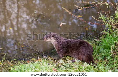 European Otter  on river
