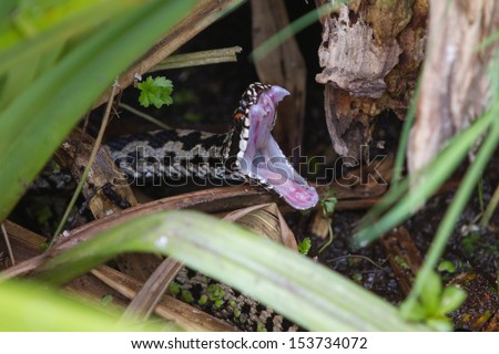Adder Snake Mouth Open hiding in vegetation