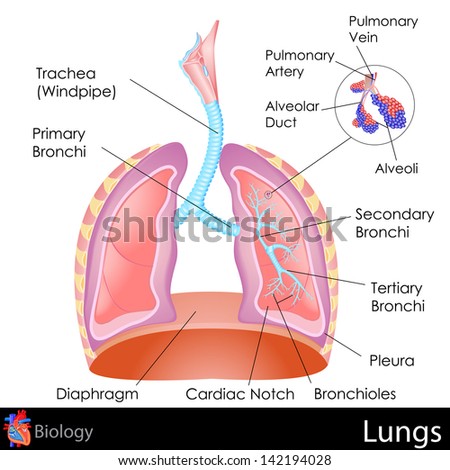 easy to edit vector illustration of Human Lungs diagram easy to edit vector illustration of Human Lungs diagram