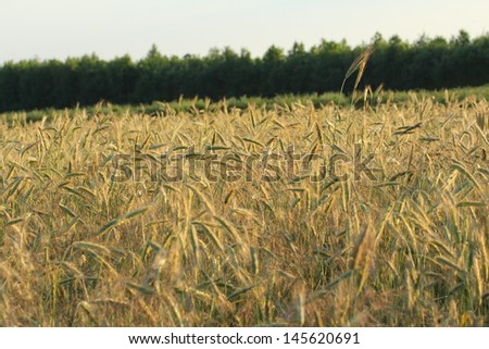 cereal, ear of oat, field, countryside