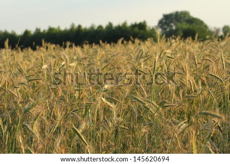 cereal, ear of oat, field, countryside