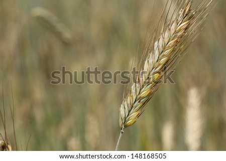 cereal, ear of oat