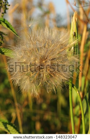 dandelion, meadow. field