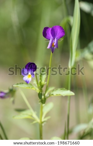 Johnny Jump Up (Viola Tricolor)  plant