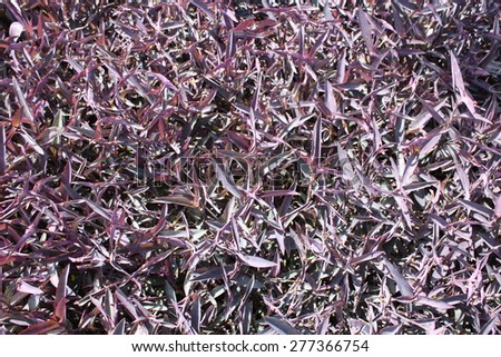 purple heart plant