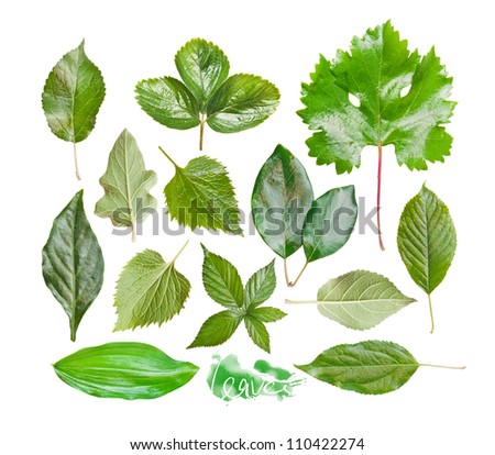 Collection of garden leaves, isolated on white background