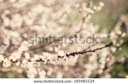 Vintage blossom tree flower