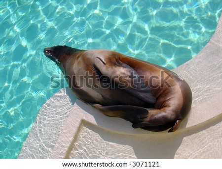 A sea lion sleeping on a sunny day.