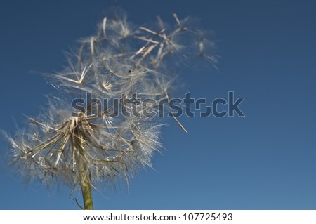 Dandelion's seeds flying away