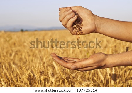 Wheat seeds falling in hand in wheat-field background